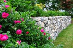 wall_roses