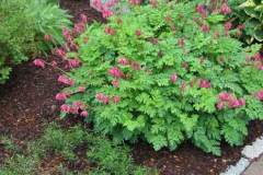 2-gl-Trees_Shrubs_Perennails-1031