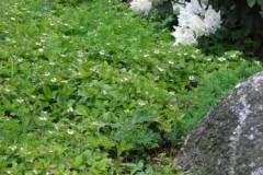 2-gl-Trees_Shrubs_Perennails-7424